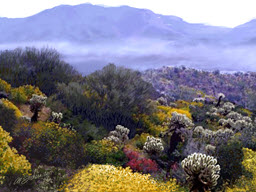 California Desert Cactus