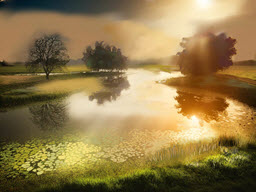 Pond Water Lilies