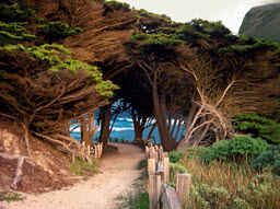 Foot Path to Beach